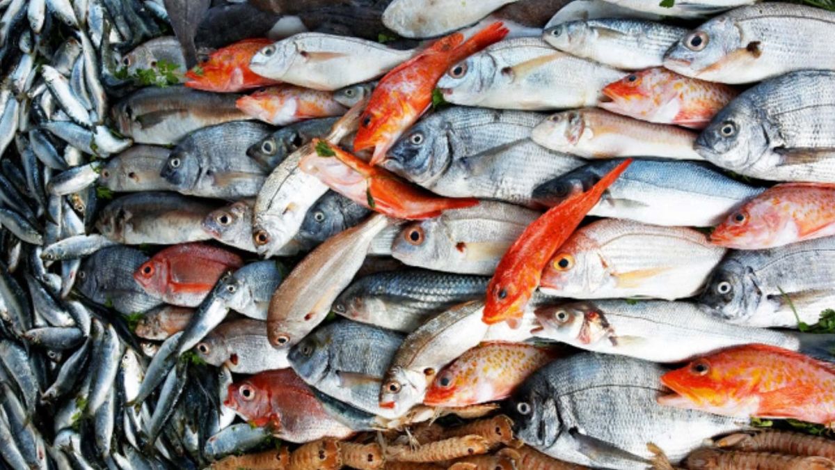 Veraval: A Closer Look at One of India’s Major Fishing Harbours