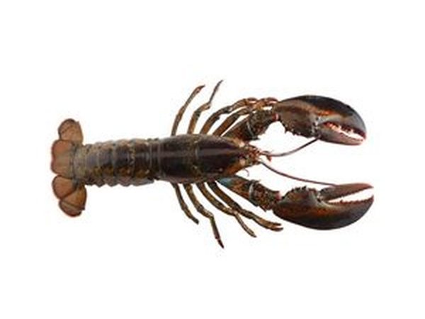 Deep Sea Lobster