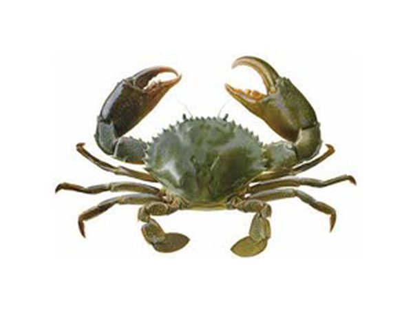 Mud Crab