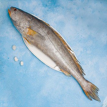 Big Mouth Croaker (BMC)