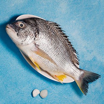 Black Sea Bream