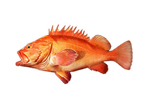 Dusky-finned Bullseye