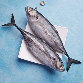 Horse Mackerel