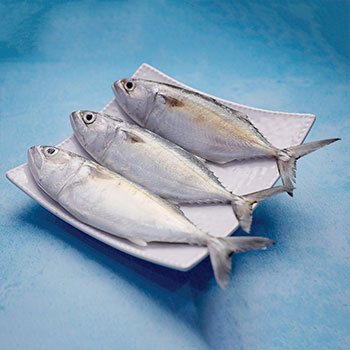 Indian Mackerel