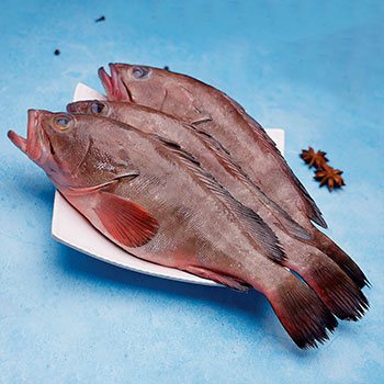 Reef Cod