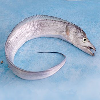 Ribbon fish from Veraval
