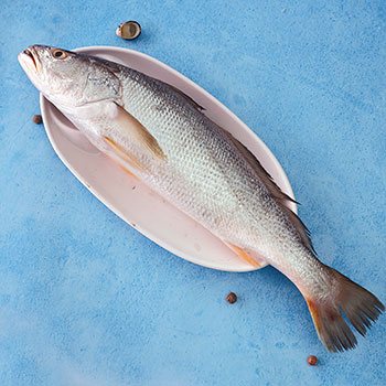 Tiger Tooth Croaker