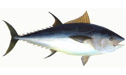 indian-mackerel