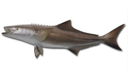 indian-mackerel