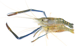 indian-mackerel
