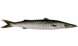 indian-mackerel